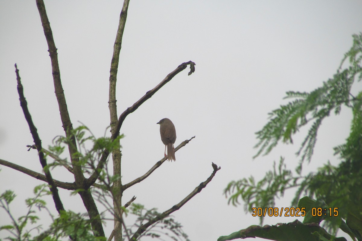 Yellow-eyed Babbler - ML642577671