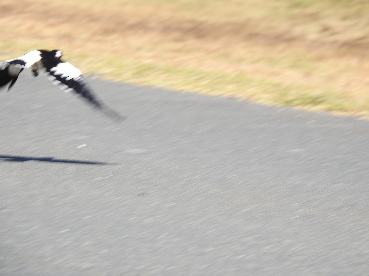 Magpie-lark - ML642577686