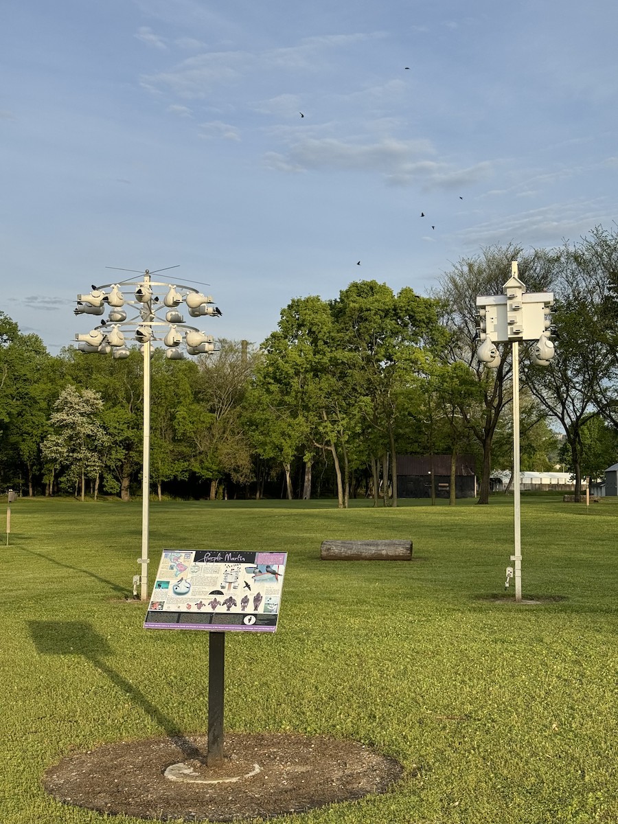 Purple Martin - ML642577689