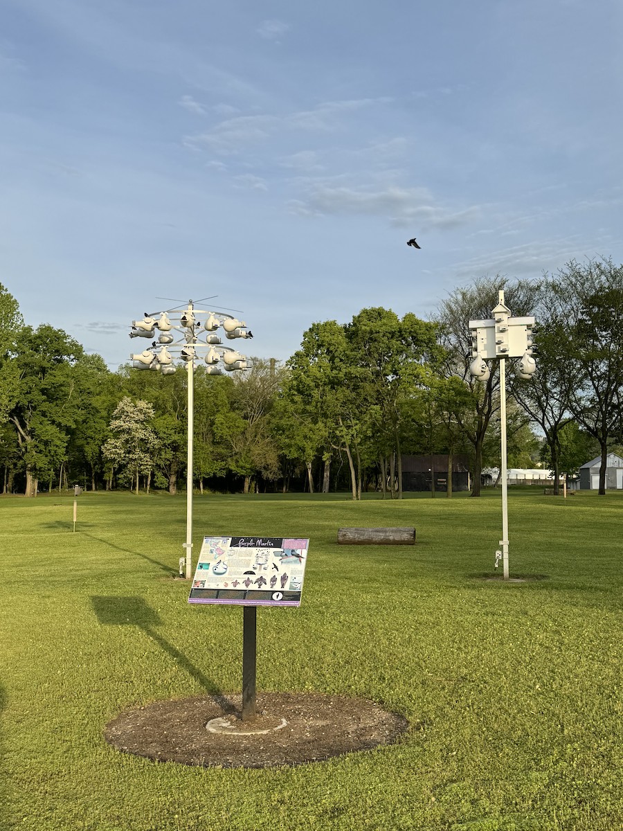 Purple Martin - ML642577690