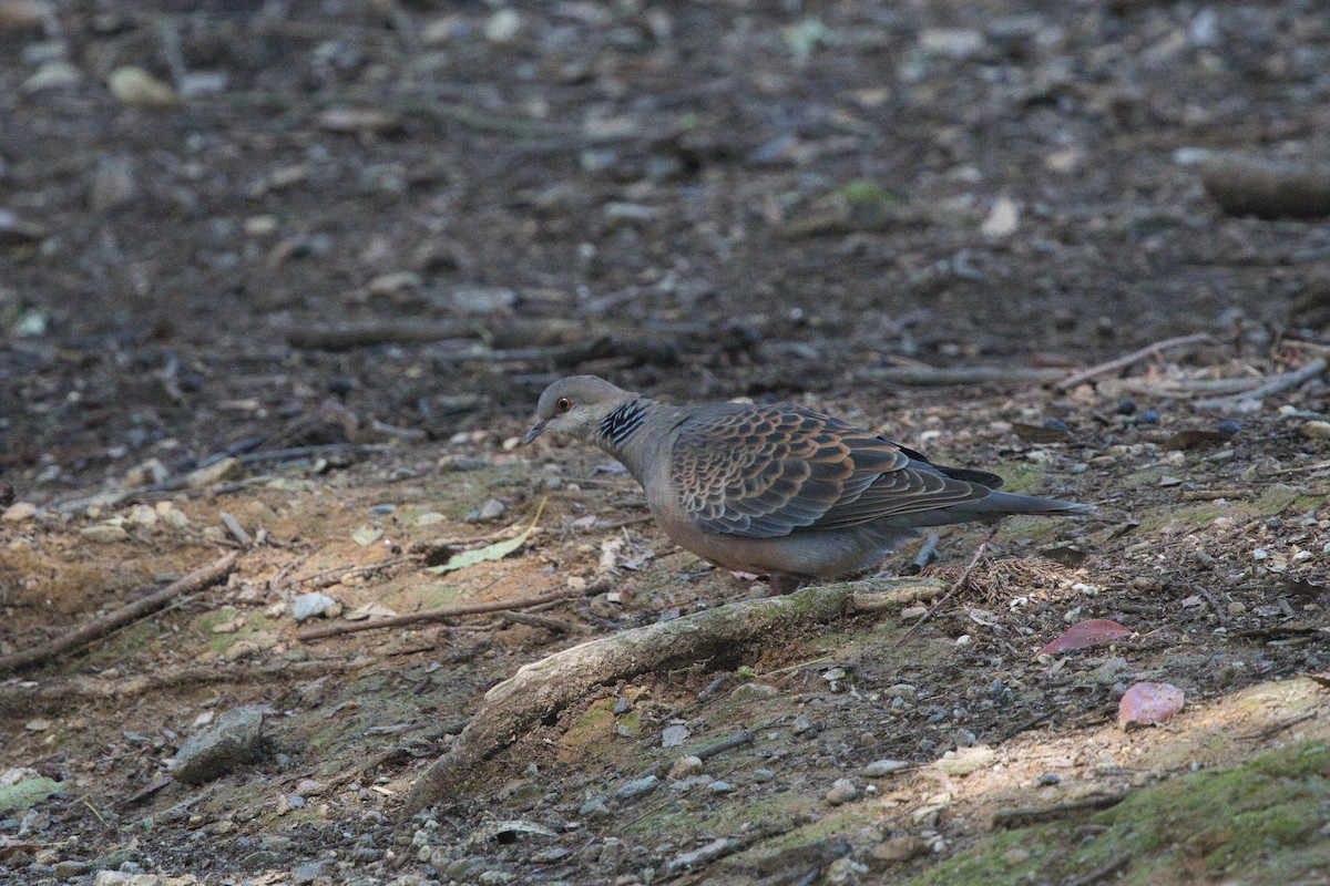 Дорнын хүүрзгэнэ - ML642577693