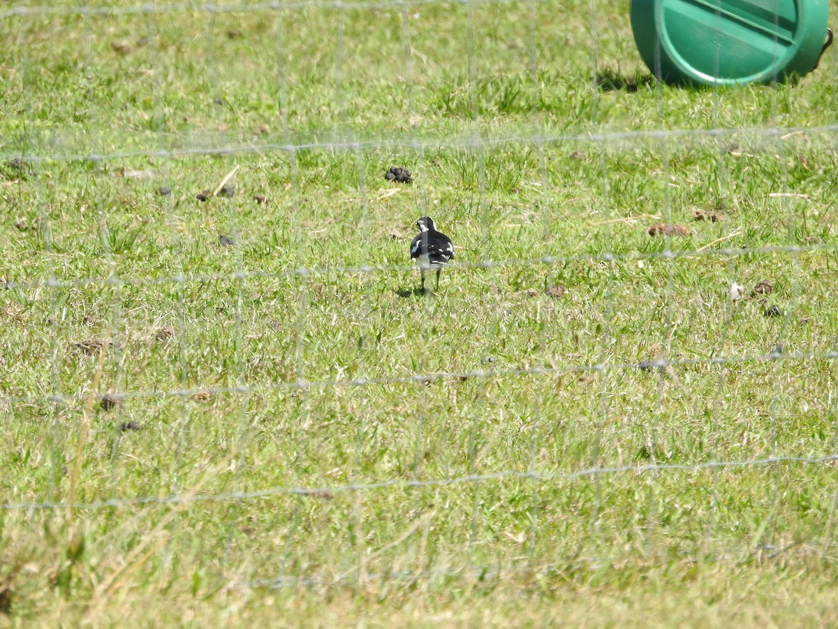 Magpie-lark - ML642577696