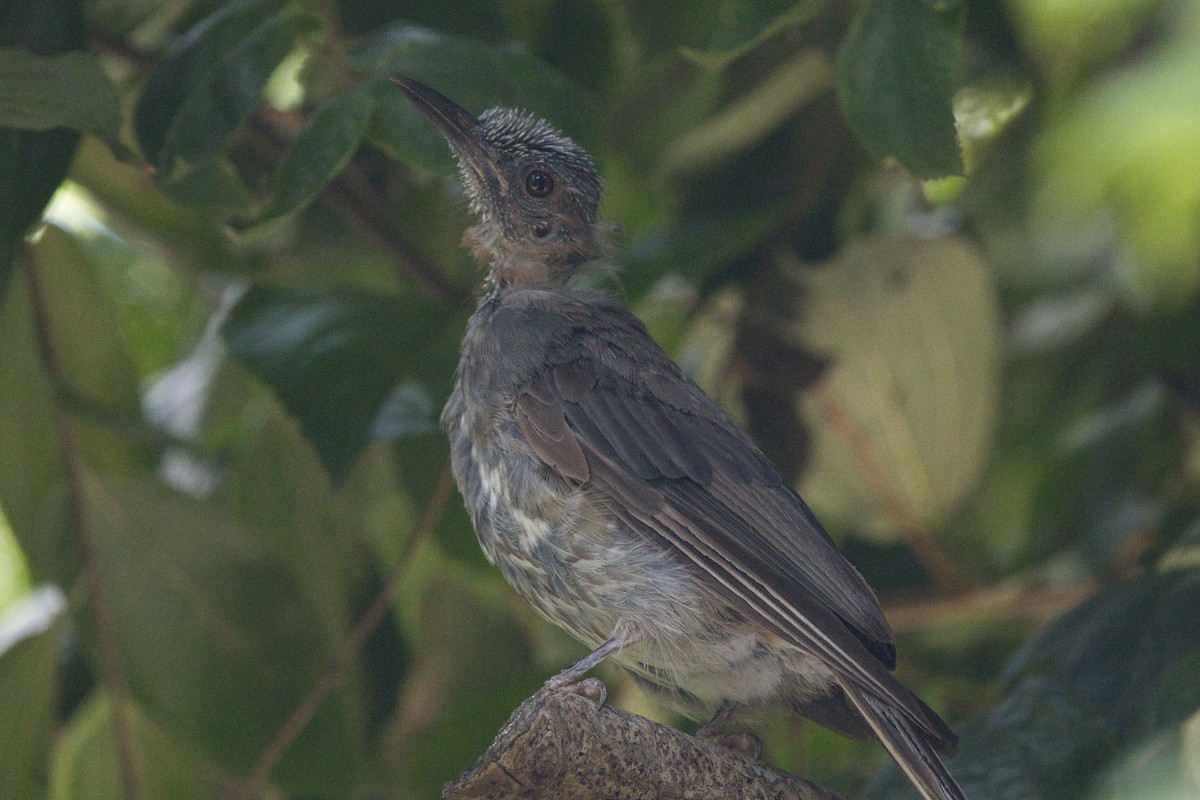 Brown-eared Bulbul - ML642577705