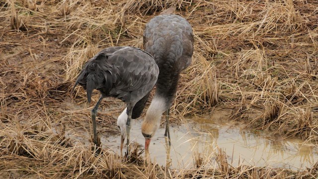 Hooded Crane - ML642577716