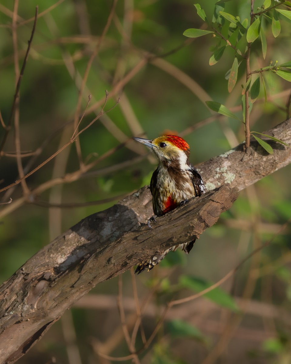 Yellow-crowned Woodpecker - ML642577808