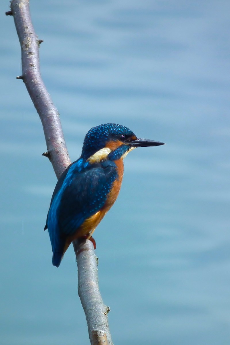 Common Kingfisher - ML642577830
