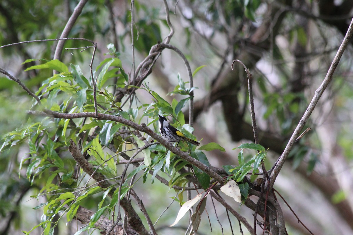 White-cheeked Honeyeater - ML642577832
