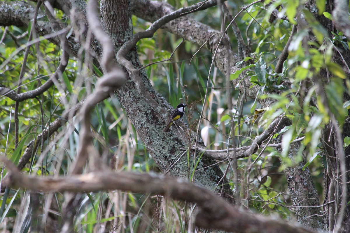 White-cheeked Honeyeater - ML642577833