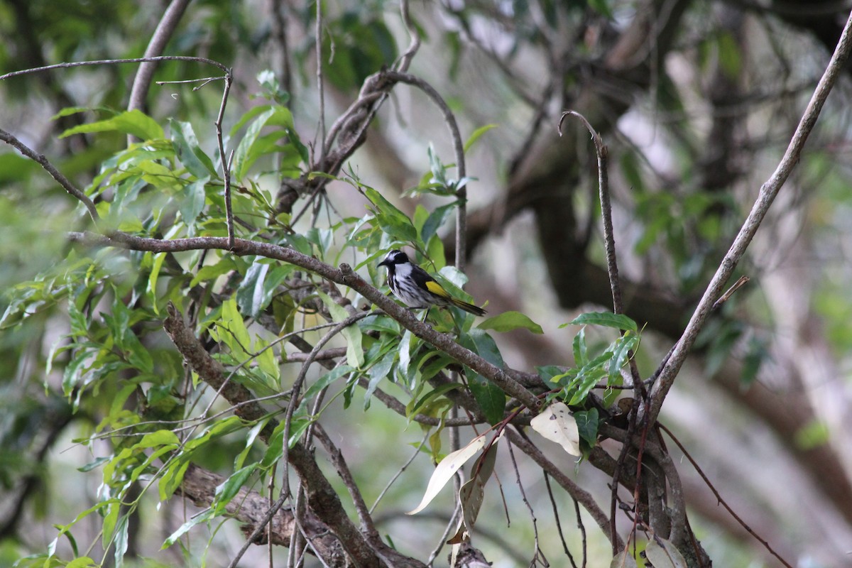 White-cheeked Honeyeater - ML642577834