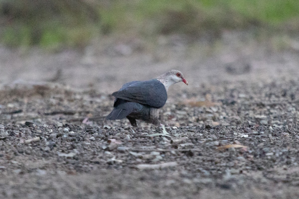 White-headed Pigeon - ML642577835