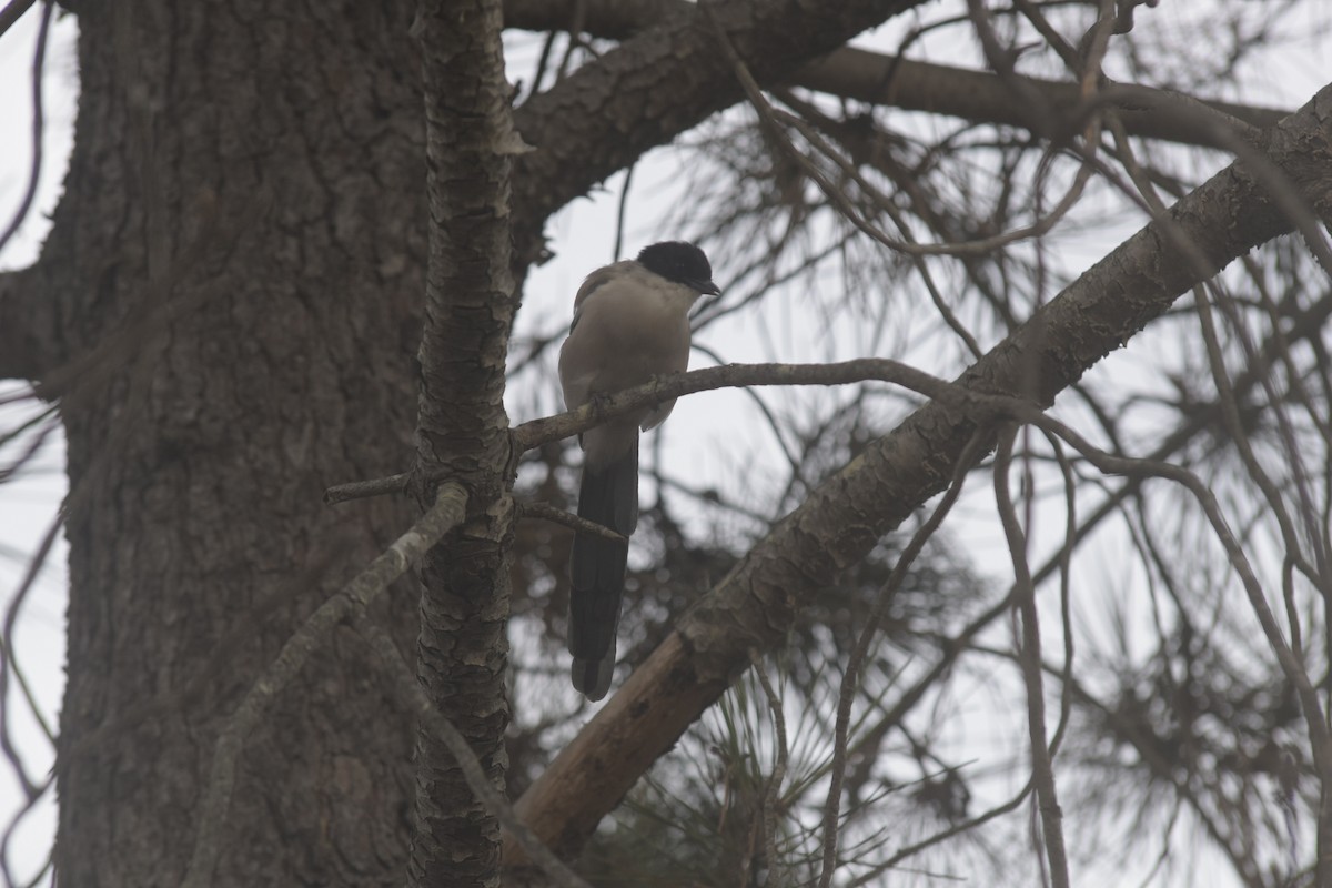 Iberian Magpie - ML642577847
