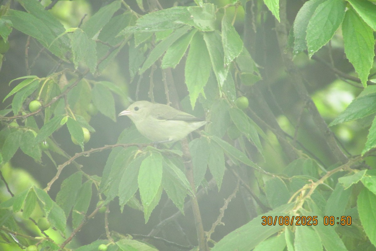 Pale-billed Flowerpecker - ML642577858