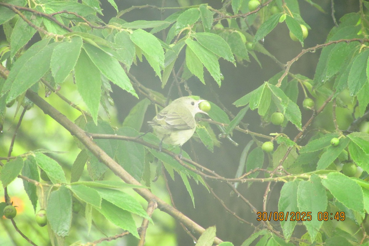 Pale-billed Flowerpecker - ML642577859