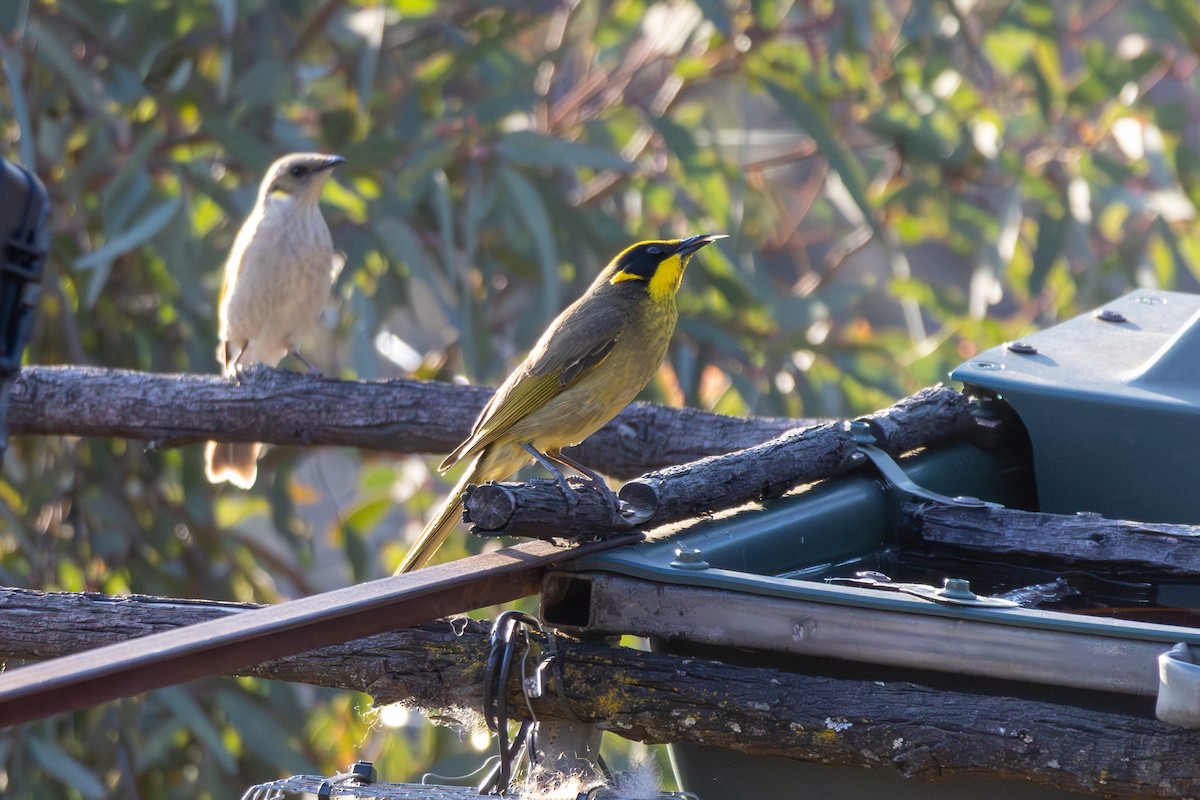Yellow-tufted Honeyeater (Yellow-tufted) - ML642577860