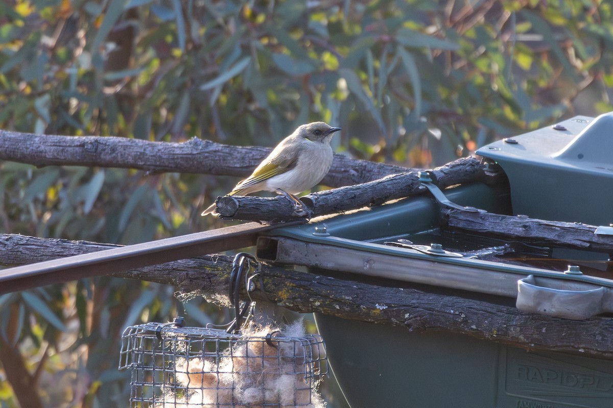 Fuscous Honeyeater - ML642577865