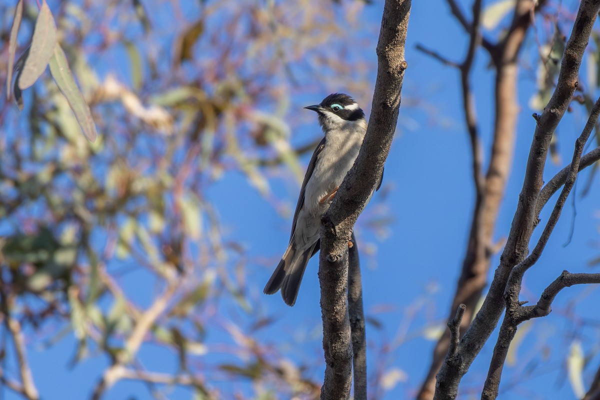 Black-chinned Honeyeater (Black-chinned) - ML642577868