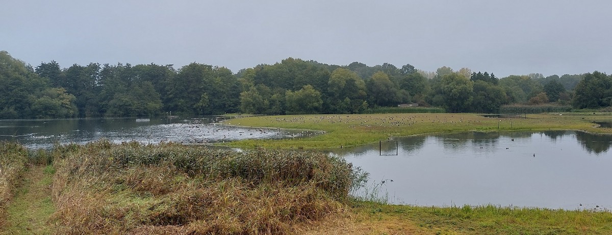 Graylag Goose - ML642577869