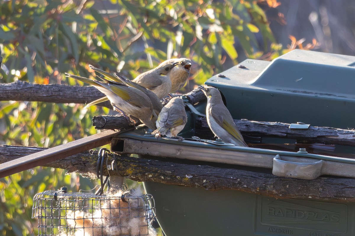 Fuscous Honeyeater - ML642577873