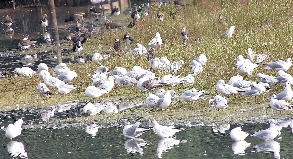 Common Gull - ML642577880