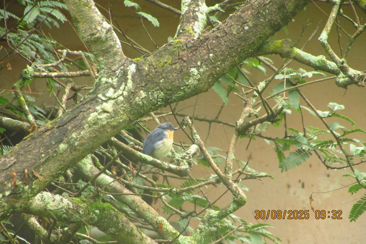 Tickell's Blue Flycatcher - ML642577889