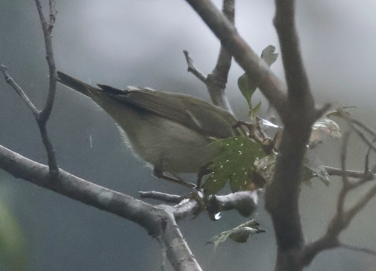 Kamchatka Leaf Warbler - ML642577905