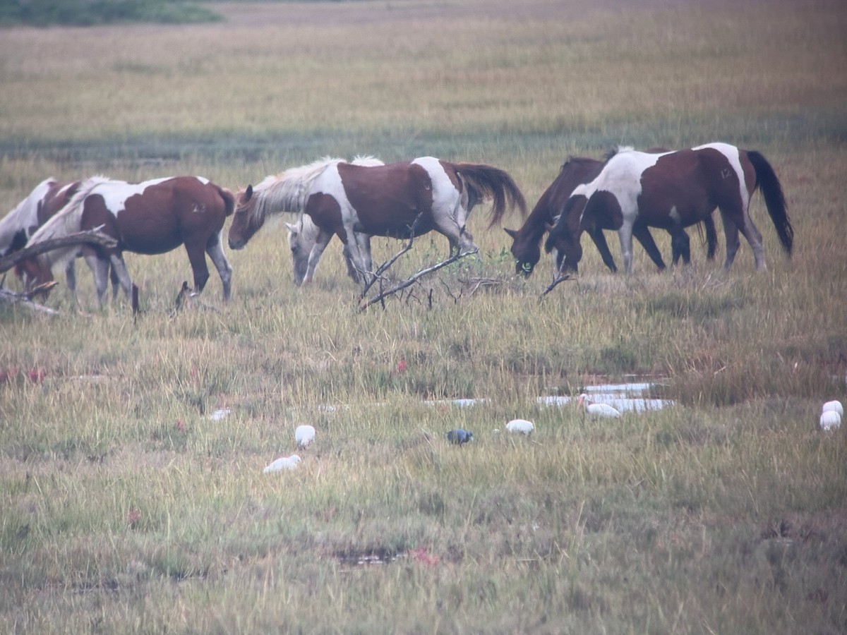 White Ibis - ML642577919