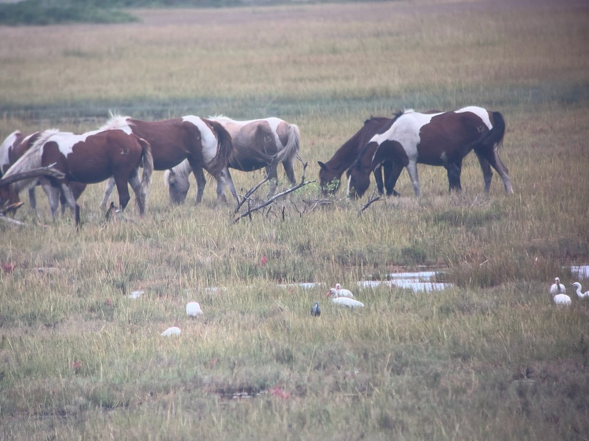 White Ibis - ML642577920