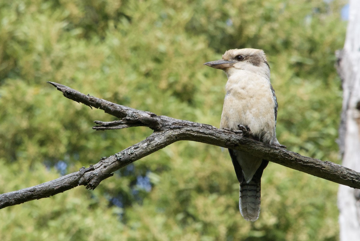 Laughing Kookaburra - ML642577952