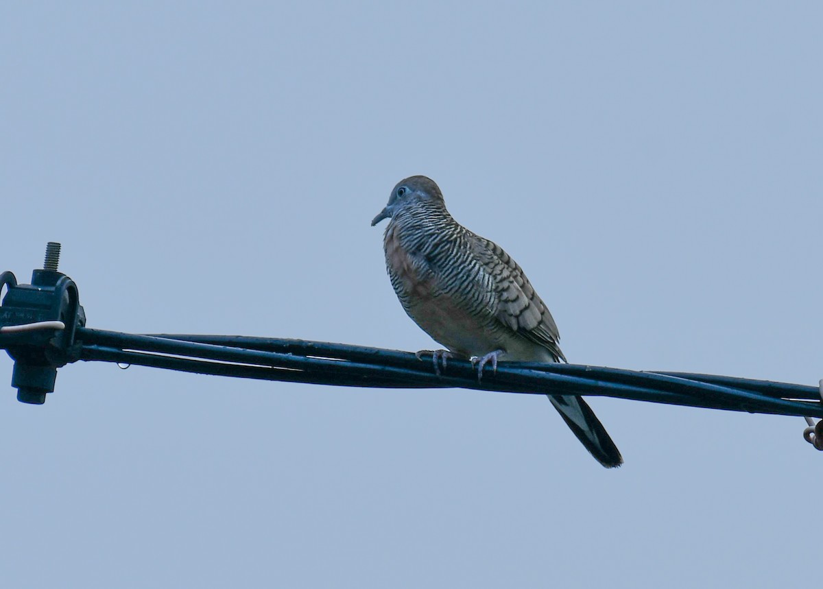 Zebra Dove - ML642577978