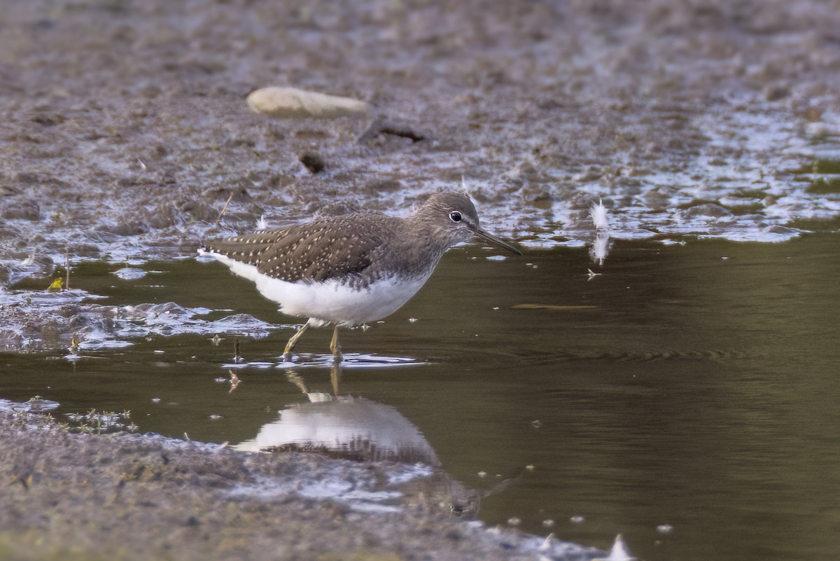 Green Sandpiper - ML642577982