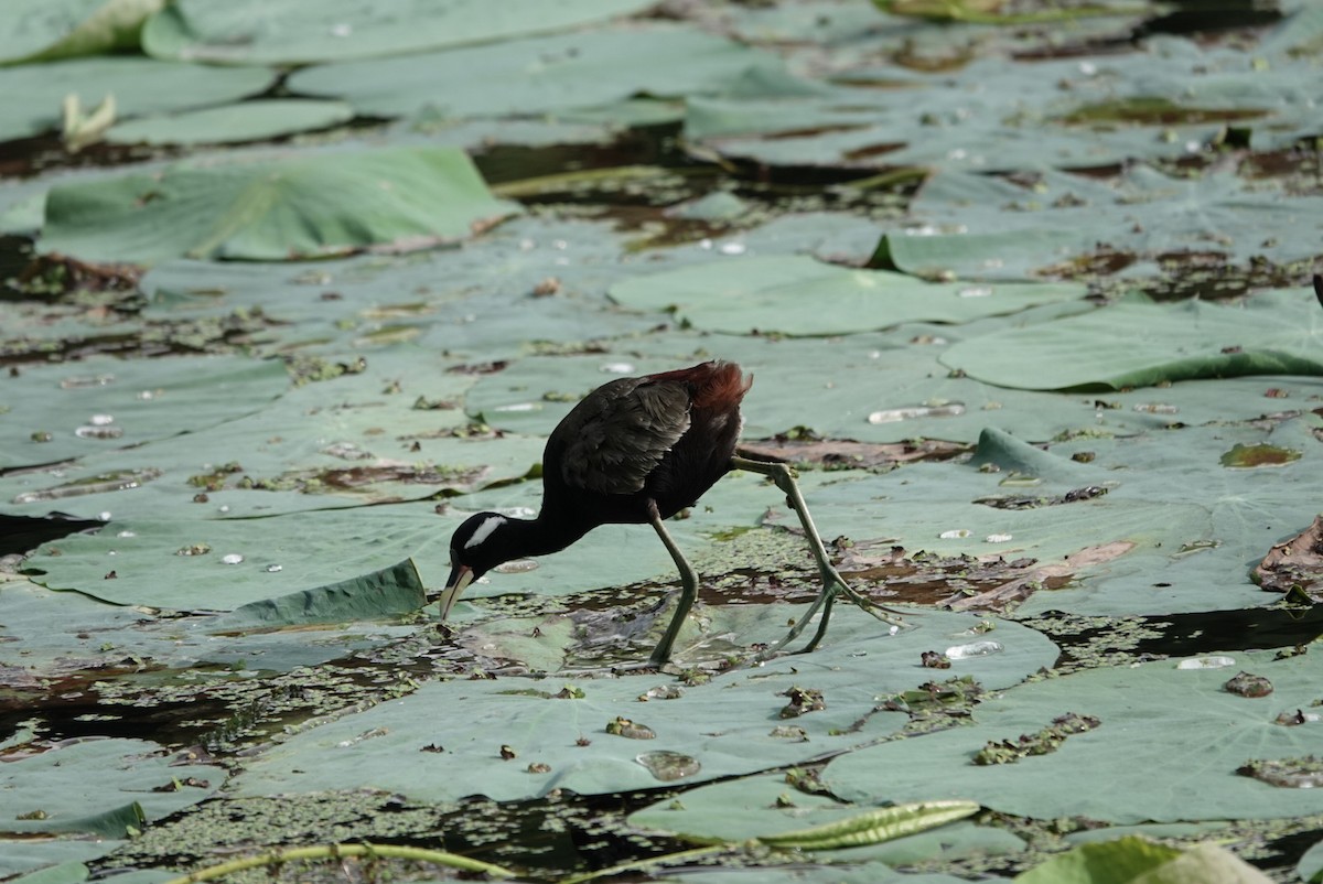 Bronze-winged Jacana - ML642577985