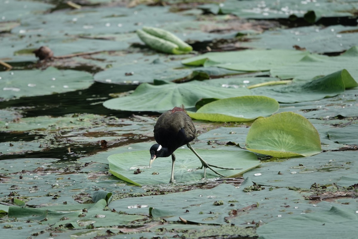 Bronze-winged Jacana - ML642577986