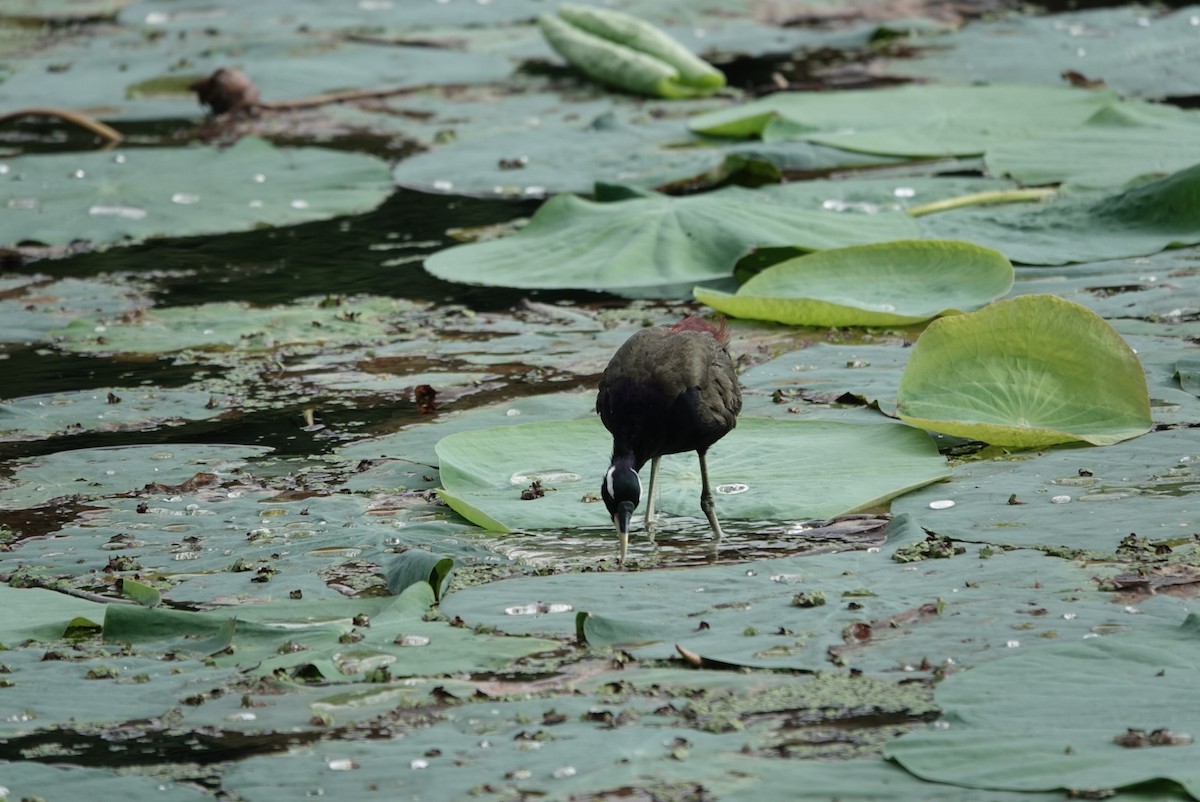 Bronze-winged Jacana - ML642577987