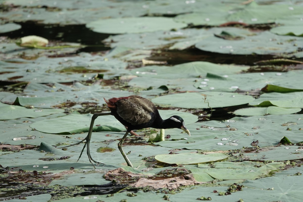 Bronze-winged Jacana - ML642577988