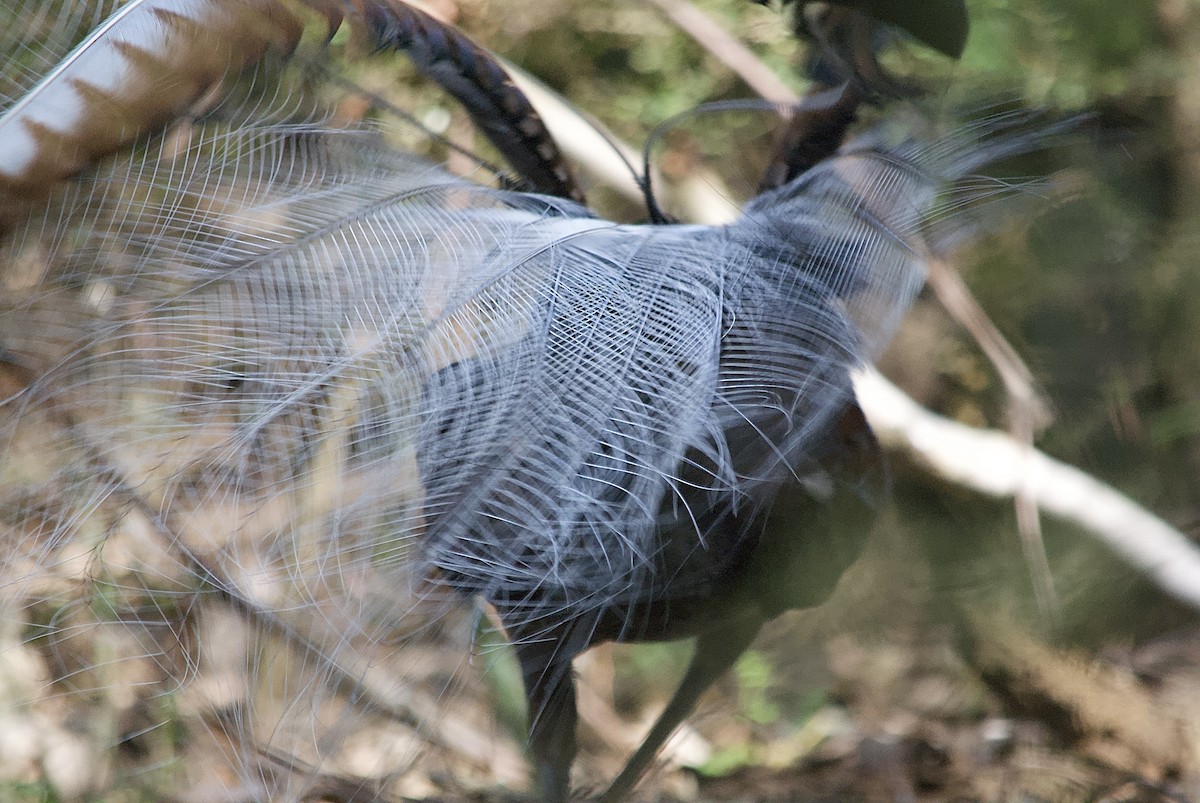 Superb Lyrebird - ML642578002
