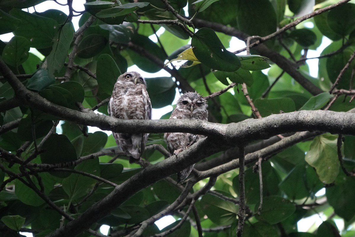 Spotted Owlet - ML642578008