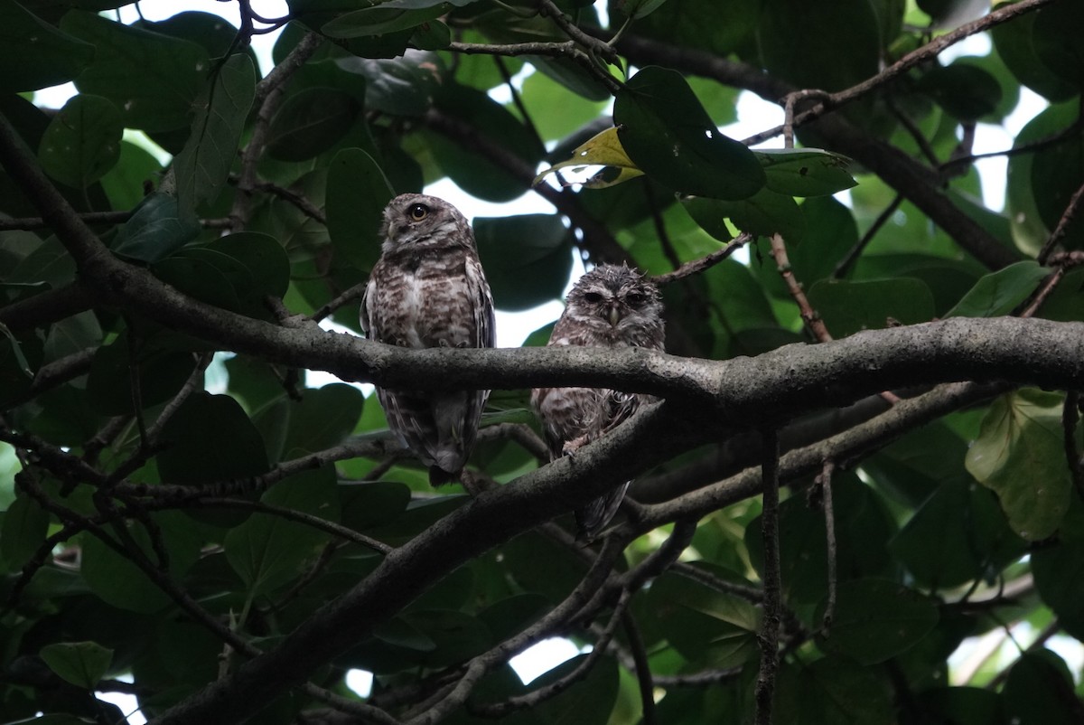 Spotted Owlet - ML642578009