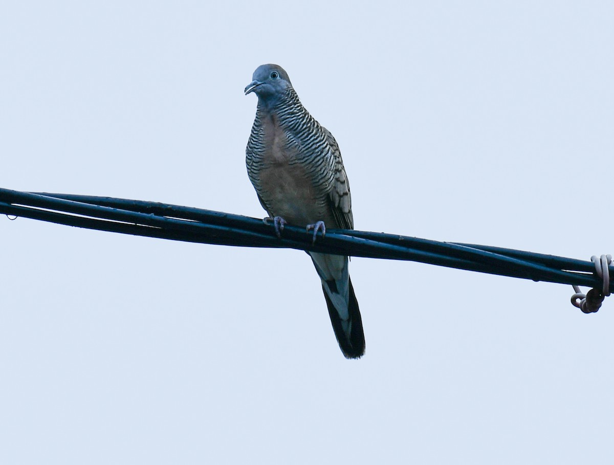 Zebra Dove - ML642578012