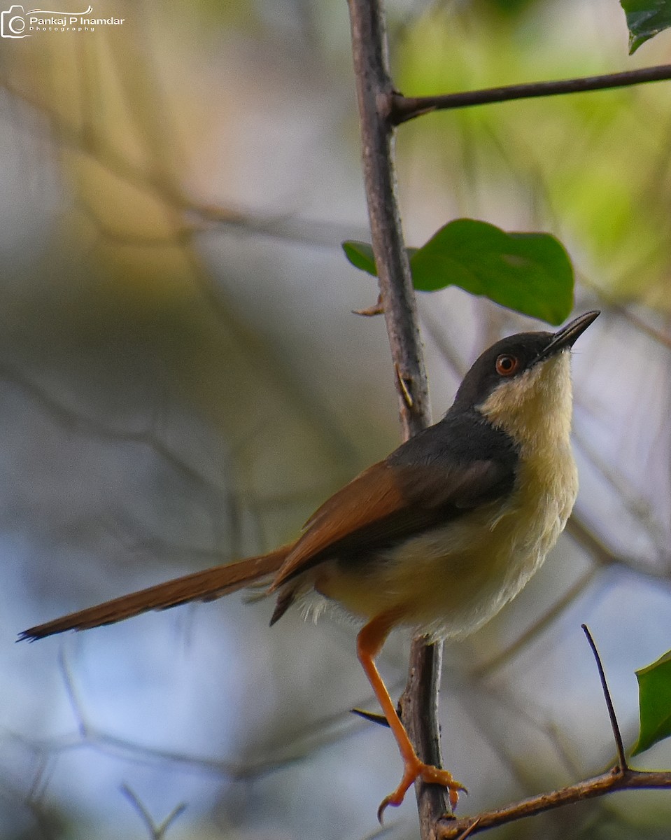Ashy Prinia - ML642578029