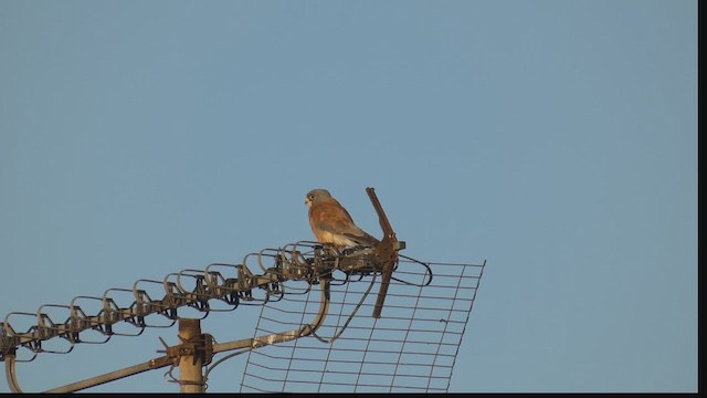Lesser Kestrel - ML642578034