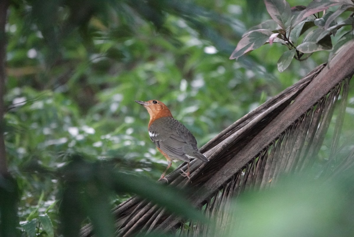 Orange-headed Thrush - ML642578035