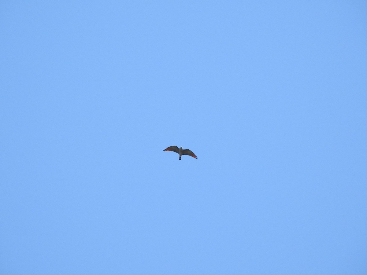 Plumbeous Kite - ML642578041