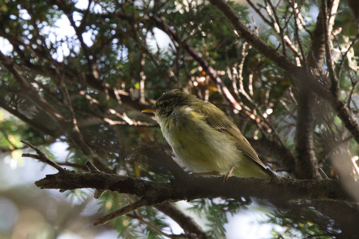 Japanese Leaf Warbler - ML642578042