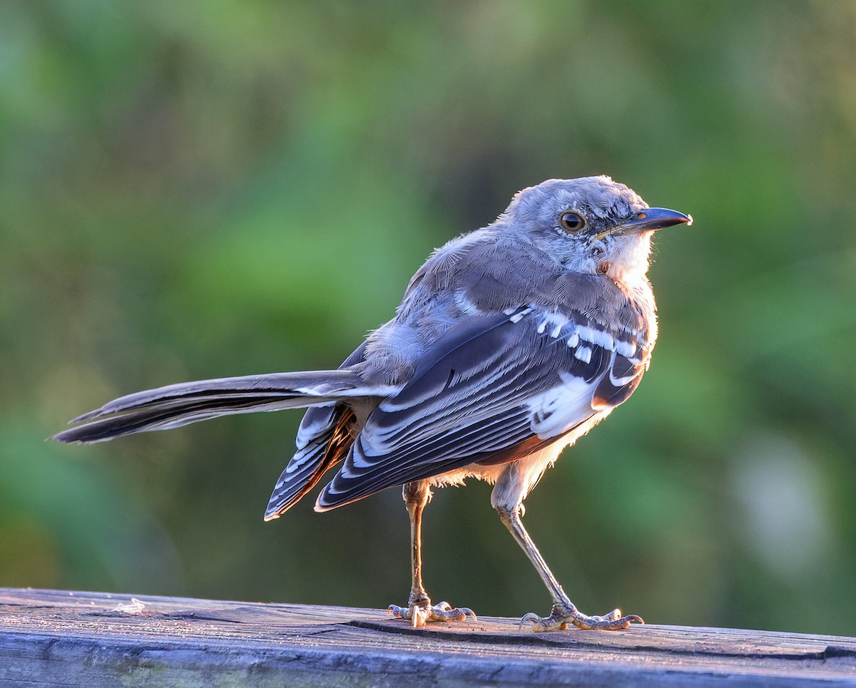 Northern Mockingbird - ML642578058