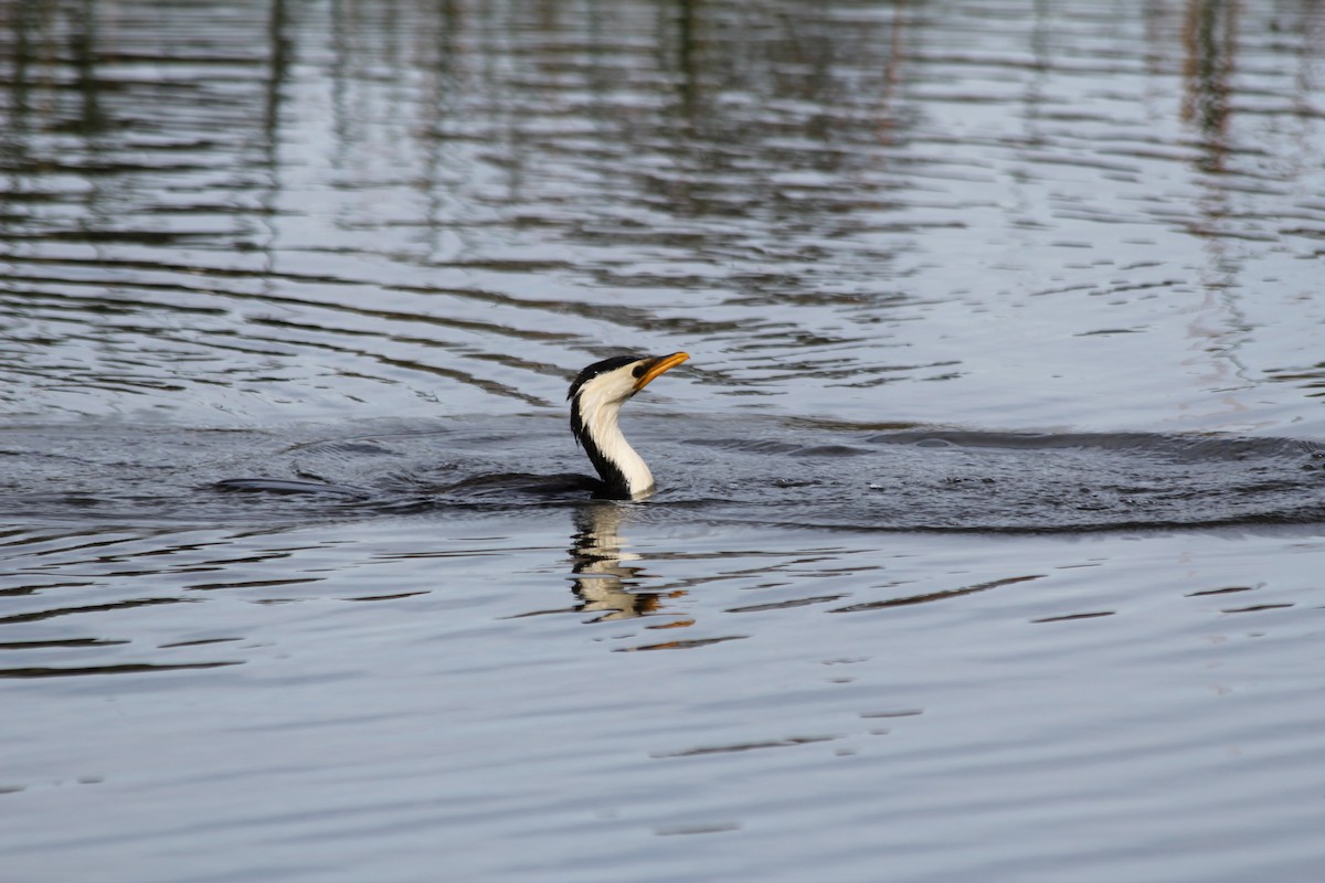 Little Pied Cormorant - ML642578064