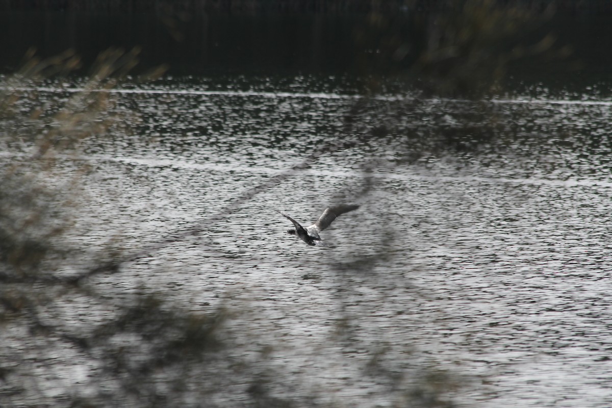 Little Pied Cormorant - ML642578065