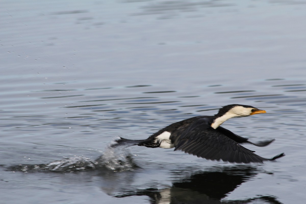Little Pied Cormorant - ML642578066