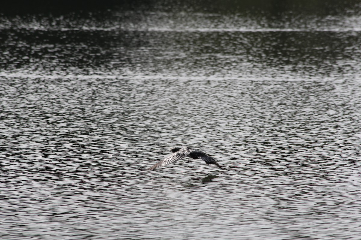 Little Pied Cormorant - ML642578075
