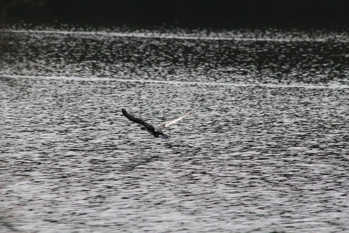 Little Pied Cormorant - ML642578076