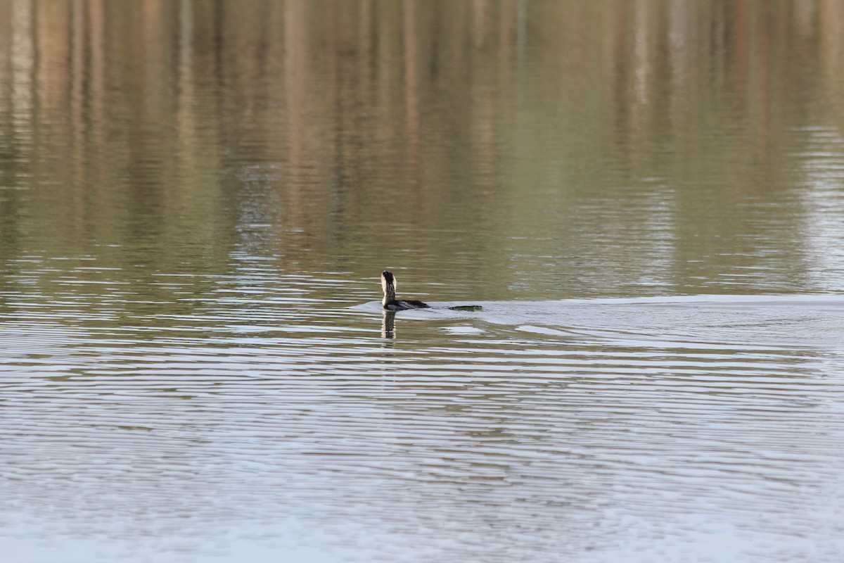 Little Pied Cormorant - ML642578077